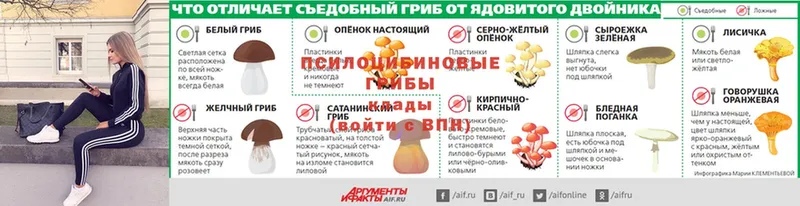 где продают наркотики  Бор  Псилоцибиновые грибы Cubensis 